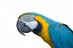 Macaw - Large