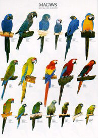 Poster Macaws 68 x 98cm