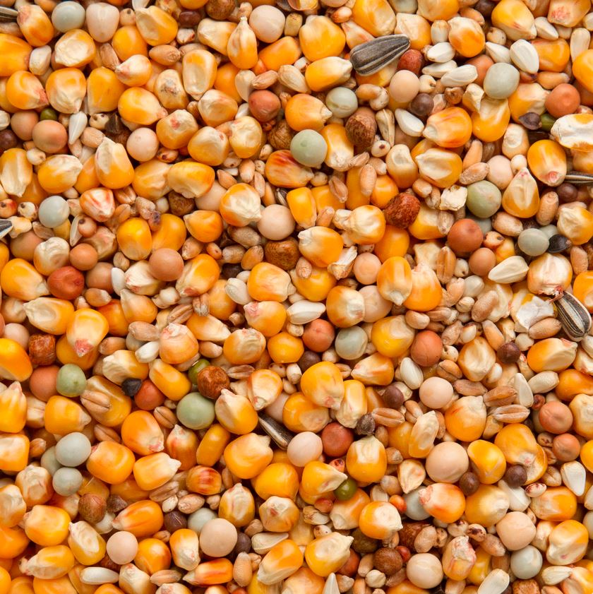 Beyers Sport Cribbs Garden Feathers Bird Supplies | Poultry Supplies