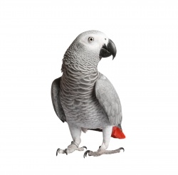 African Grey