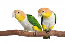 Caique