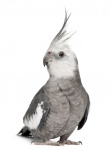 Cockatiel