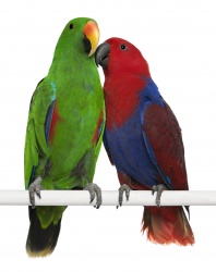 Eclectus