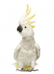 Cockatoo - White