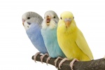 Budgie / Budgerigar