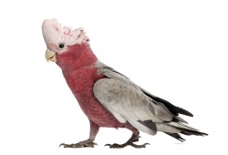 Cockatoo - Galah