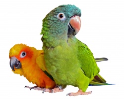 Conure - Sun/Blue Crowned (Aratinga)