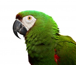 Macaw - Miniature