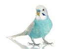 Budgie Food