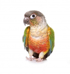 Conure - Green Cheek (Pyrrhura)