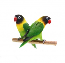 Lovebird