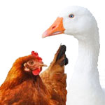 Poultry & Waterfowl Feeds