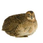 Quail and Other Poultry Feed