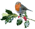 Wild Bird