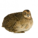 Quail