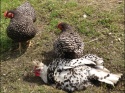 Dust Bathing