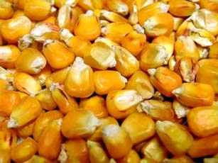 Whole Maize