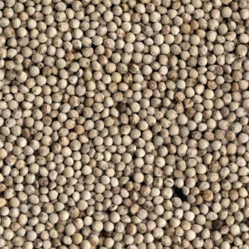 Perilla Seed