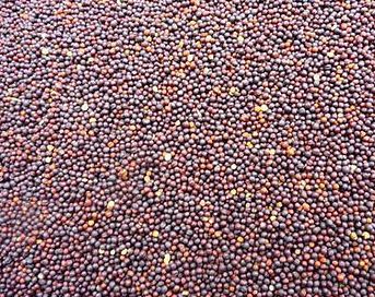 Rubsen (Red) Rapeseed