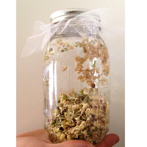 Sprouting Jar