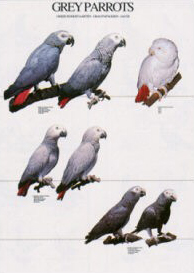 Poster African Grey Parrots 48 x 68cm