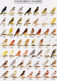 Poster Colour Canaries 2 68 x 98cm