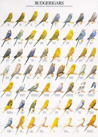 Poster Budgerigars 68 x 98cm