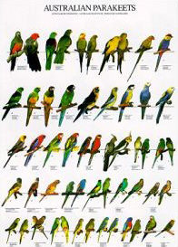 Poster Australian Parakeets 68 x 98cm