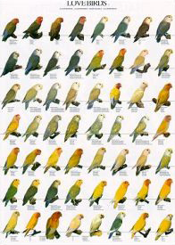 Poster Lovebirds 1 68 x 98cm
