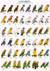 Poster Lovebirds 2 68 x 98cm