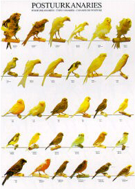 Poster Type Canaries 68 x 98cm