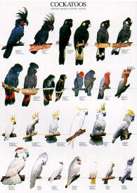 Poster Cockatoos 68 x 98cm