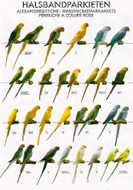 Poster Ring Necked Parakeets 68 x 98cm Garden Feathers Bird Supplies ...