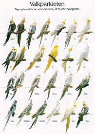 Poster Cockatiels 68 x 98cm