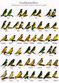 Poster Gouldian Finches 68 x 98cm
