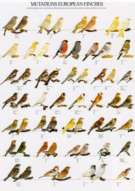 Poster European Finch Mutations 68 x 98cm