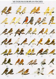 Finch supplies top