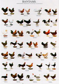 Poster Bantams 1 68 x 98cm