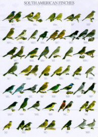 Poster South American Finches 68 x 98cm