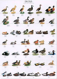 Poster Ducks 1 68 x 98cm