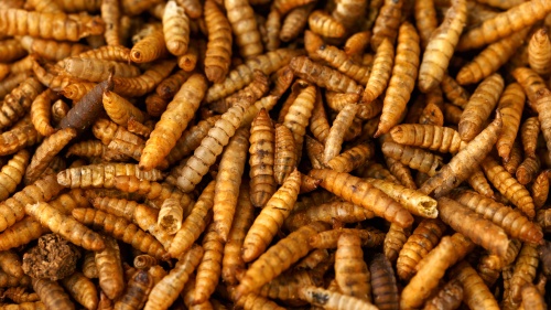 Dried Calciworms