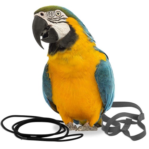 Aviator Parrot Harness - Small