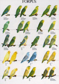 Poster Forpus Parrotlets 48 x 68cm Garden Feathers Bird Supplies ...