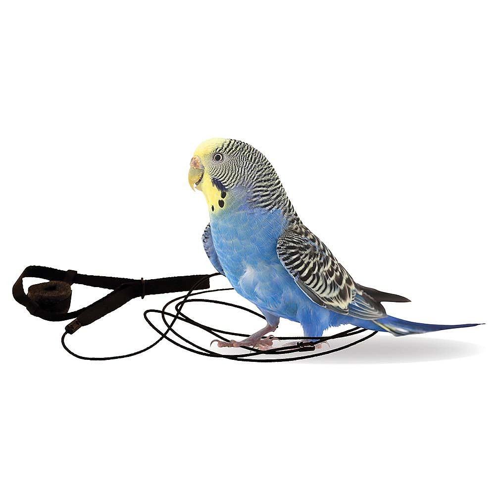 Aviator Harness Mini