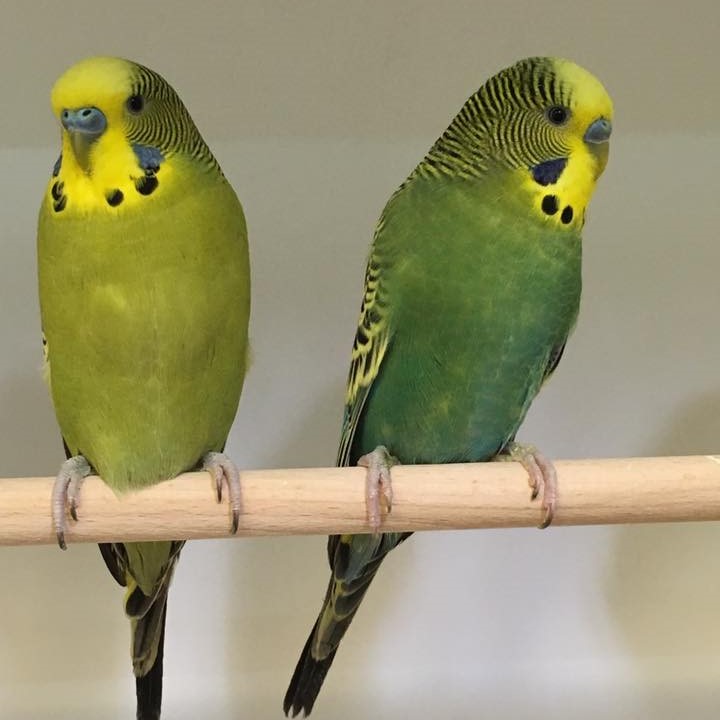 Budgerigars (Budgies) Garden Feathers Bird Supplies Poultry