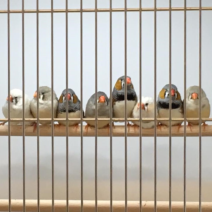 Pet Finches Zebra Finches Garden Feathers Bird Supplies Poultry