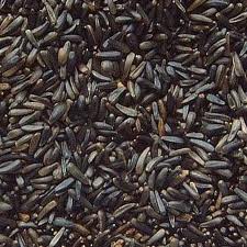Niger Seed / Nyjer Seed