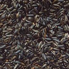 Niger Seed / Nyjer Seed