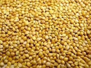 Panicum Millet