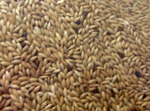 Plain Canary Seed